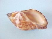 (1) Nassaserta Bruguiere, 1789....42 mm. F++. Rich red-brown with a mid-band of pink triangles...Philippines...$7 (1 available)