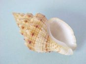 (1) Cantharus leucotaeniatus Kosuge, 1985....38 mm. F++. Great specimen, spiral lined in brown & with intact, finely dentate lip...Philippines...$7 (1 available)