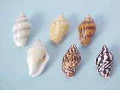 (1set) Columbella scripta Lamarck, 1822....16 to 18 mm. F++. Amazing 6 piece colour variation set...Philippines...$10 (1 set available)