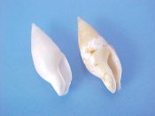 (1pr) Mitrella species....21 & 22 mm. F++. Interesting pair, one typically tan marked, the other in palest pastel pink...Philippines...$7 (1 pair available)