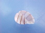 (1) Aplustrum amplustre Linne, 1758....10 mm. Gem. Not big but perfect example with twin pink bands lined with black...Philippines...$8 (1 available)