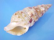 (1) Colubraria cummingi Dohrn, 1861....57.5 mm. F++. Big specimen of this rare species with full lip & parietal shield...Philippines...$39 (1 available)