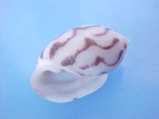 (1) Acteon virgatus Reeve, 1842....19 mm. F++. Nice, bold pattern of black on white wavy axial lines...Philippines...$20 (1 available)