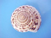 (1) Architectonica trochlearis Hinds, 1844....40 mm. F++. Very close to A. maxima but with more intense sutural spots...Philippines...$10 (1 available)