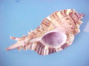 (1) Chicoreus (Naquetia) annandalei Preston, 1910....84 mm.F++. Big example in top condition, with complete apex, lip, varical wings & siphonal canals...Philippines...$29 (1 available)