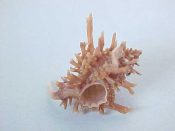 (1) Murexiella judithae D'Attilio & Bartsch, 1980....21 mm.F++. Good, dark, well spined specimen with long & recurved siphonal canals....Philippines...$17 (1 available)