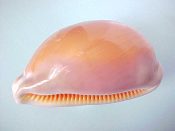 (1) Cypraea aurantium Gmelin, 1791....96 mm. F+. Highly unusual intense purple colour on the basal callus, but a few small blemishes on the dorsum...Philippines...$155 (1 available)