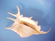 (1) Lambis lambis Linne, 1758....161 mm. F+ w/operc. Major healed dorsal injury has resulted in a freakish forked spine made from the third lip spine & the first posterior spine combined. Check out the picture (neat shell even if you don't want to buy)...Philippines...$45 (1 available) OVERSIZE