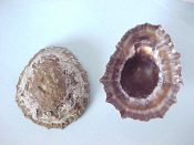 (4) Patella granatina Linne, 1758....65 to 70 mm. F+. BIG, gnarley limpets with dorsal erosion & encrustations typical for the locality. Rims & interiors in excellent condition...Namibia...$5 (4 available)