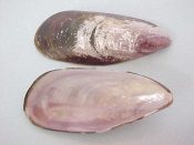 (1) Semimytilus pseudocapensis Lamy, 1931....55 mm. F+ high. Nicely elongated smooth Mussesl with lovely purple-pink interior blush...Namibia...$8 (1 available)