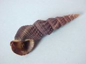 (1) Terebralia sulctata Born, 1792....40 mm. F+. Dark brown freak form with nearly separate whorls...Philippines...$6 (1 available)