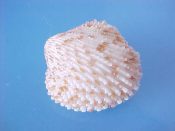 (2) Cardita abyssicola Hinds, 1843....21, 23 mm. F++. Lots of spiny ribs & red-brown mottled pattern...Philippines...$8 (2 available)