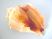 (1) Strombus alatus Gmelin, 1791....80 mm. F+ high. Good example of the species, with spire intact & with brown parietal glaze...Florida...$7 (1 available)