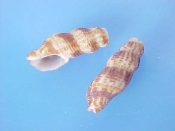 (1) Caducifer atlanticus Coelho, Matthews & Cardoso, 1970....13 mm. F++. Brown blotched & banded mini-triton, though in Buccinidae...Brazil...$10 (1 available)