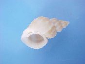 (1) Scalptia nodosivaricosa Petuch, 1979....19 mm. F++. Interesting & unusual, with shape & axial ribbing resembling some of the lower spired Epitonidae!...Philippines...$7 (1 available)