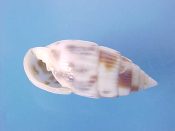 (1) Otopleura nodicincta Adams, 1855....17.5 mm. F+. White, with brown blotches & finely nodulose texture...Philippines...$8 (1 available)