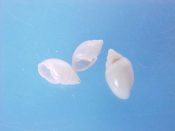 (3) Acteon candens Rehder, 1939....4 to 5 mm. F+. Hand sieved all white micro-bubbles...Brazil...$7 (3 available)