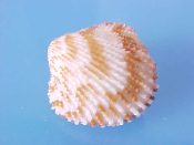 (1) Cardita abyssicola Hinds, 1843....19 mm. F++. Good pattern of red-brown markings over highly spinose ribs...Philippines...$8 (1 available)