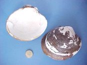 (2) Arctica islandica Linne, 1758....92 mm. F+ w/perio. Good, big, chunky examples with thick, flaky, brown-black periostracum...Atlantic Canada...$7 (2 available)