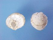 (6) Anomia squamula Linne, 1758....10 to 14 mm. F+. Smaller than A. simplex & epiphitic on Placopecten, as opposed to rocks & wharves. Not listed in Rice...Atlantic Canada...$4 (6 available)