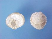 (6) Anomia squamula Linne, 1758....10 to 14 mm. F+. Smaller than A. simplex & epiphitic on Placopecten, as opposed to rocks & wharves. Not listed in Rice...Atlantic Canada...$4 (6 available)