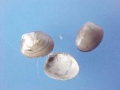 (1) Nucula tenuis Montagu, 1808....4 mm. F+. Tiny, shiny, brown Nut clam...Atlantic Canada...$6 (1 available)