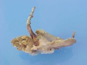 (1) Typhinellus occulosus Garrard, 1963....35 mm. F+ high. Big specimen of this rare Muricidae with huge varical wings & a siphonal tube rising off the previous dorsal varix...Philippines...$70 (1 available)