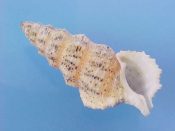 (1) Cerithium cf. columna Sowerby, 1834....29.5 mm. F+. Has distinct & unusual pink sutural band. This species or something new?!...Philippines...$7 (1 available)