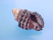 (2) Morula uva Roding, 1798....23, 25 mm. F++. Nice, clean specimens with fully developed dentate lip & purple interior...Philippines...$8 (2 available)