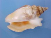 (1) Strombus aurisdianae Linne, 1758....58 mm. F+. Odd, unique & interesting injury freak has given rise to not one, but three short lip projections...Philippines...$15 (1 available)