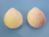 (1pr) Trachycardium flavum Linne, 1758....30, 31 mm. F++. Lovely colour pair, one typically white with yellow, the other with lots of lavender...Philippines...$7 (1 pair available)