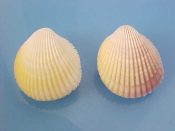 (1pr) Trachycardium flavum Linne, 1758....30, 31 mm. F++. Lovely colour pair, one typically white with yellow, the other with lots of lavender...Philippines...$7 (1 pair available)