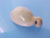 (1) Cypraea annulus Linne, 1758....28 mm. F+. Freak callus on the anterior end gives a "fishtail" effect...Tanzania...$7 (1 available)