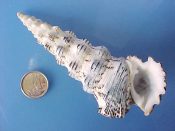 (1) Cerithium nodulosum Bruguiere, 1792....101 mm. F+ high. Good, chunky example with great, totally intact lip but with a touch of apical wear...Tanzania...$15 (1 available)