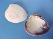 (1) Mercenaria mercenaria Linne, 1758....85 mm. F+. Big, purple lined specimen from the relic Northern population in the Northumberland Strait, not found again for 500 miles or more to the south...Atlantic Canada...$7 (1 available)