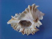 (1) Ceratostoma cf. burnetti Adams & Reeve, 1849....88 mm. F++ w/operc. Large spectacular specimen with wonderfully wavy or folded varical wings...ex col...$75 (1 available)