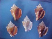 (2sets) Strombus alatus Gmelin, 1791....72 to 83 mm. F+/F++. Fantastic five piece colour variation set shows the full range, including the scarce white form with purple lined lip...Florida...$34 (2 sets available)