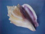 (4) Strombus alatus Gmelin, 1791....72 to 82 mm. F++. Unusual purple-lipped colour form, grayish rather than brown, with white lip, lined with royal purple...Florida...$12 (4 available)