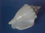 (1) Strombus alatus Gmelin, 1791....62 mm. F++. Not just albinistic, this one is full blown, pure as the driven snow albino. And not beach faded because the interior & parietal glaze are fully smooth & shiny...Florida...$25 (1 available)