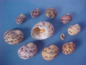 (1set) Nerita peloronta Linne, 1758....16 to 34 mm. F+/F++. Common as dirt but this 10 piece growth & pattern set makes an impressive display!...Bahamas...$18 (1 set available)