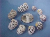 (2sets) Nerita versicolor Gmelin, 1791....13 to 30 mm. F+/F++. Delightful 10 piece growth & pattern series, white, with black & pink dashes...Bahamas...$17 (2 sets available)