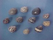 (+sets) Theodoxus luteofasciatus Miller, 1879....10 to 16 mm. F+. With an almost infinite variety of patterns, the only common feature is the yellow to dark orange parietal shield. Will make up sets to your request...West Mexico...$25 for 15 (lots available)