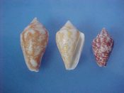 (1set) Parametaria dupontii Kiener, 1849....21 to 30 mm. F+. Neat 3 piece growth & colour set...West Mexico...$10 (1 set available)