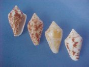 (1set) Parametaria dupontii Kiener, 1849....24 to 26 mm. F+. Four piece colour and pattern variation set...West Mexico...$12 (1 set available)