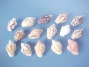 (1set) Columbella mercatoria Linne, 1758....15 to 19 mm. F+/F++. Fabulous 15 piece colour & pattern variation series...Florida...$25 (1 set available)