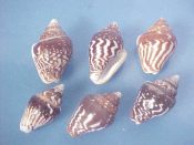 (1set) Columbella strombiformis Lamarck, 1822....24 to 28 mm. F++. Nice 6 piece variation set shows a wide range of brown & white squiggled patterns...West Mexico...$16 (1 set available)