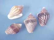 (1set) Columbella strombiformis Lamarck, 1822....23 to 27 mm. F+/F++. This 4 piece set shows a similar pattern in shades from orange to brown...West Mexico...$10 (1 set available)