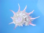 (1) Angaria vicdani Kosuge, 1980....47 mm. F. Bargain starter specimen with pink spines...Philippines...$10 (1 available)