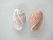 (4) Bulla occidentalis Adams, 1850....32 to 41 mm. F+/F++. Said to be a synonym of B. striata but it is generally larger, more inflated & the pattern more subtle...Bahamas...$7 (4 available)