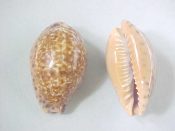 (9) Cypraea annettae Dall, 1909....30 to 33 mm. F++. I wonder if there is a C. frankiavaloni? And if you get that, you’re probably older than you let on!...West Mexico...$6 (9 available)